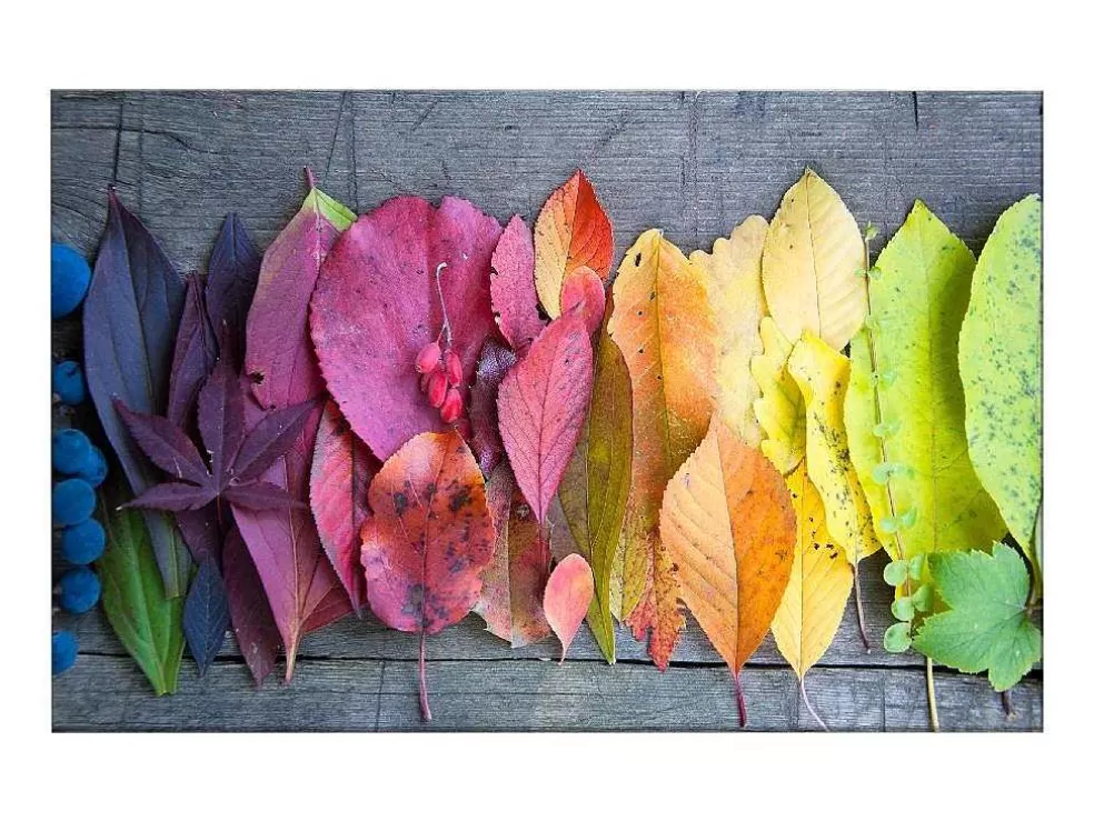 EPIKASA Impressao Em Tela Folhas Coloridas 3, Multicolorido, 150X3X100 Cm, * Placa De Parede Decorativa